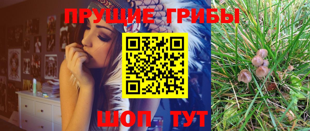 Псилоцибиновые грибы GOLDEN TEACHER Люберцы